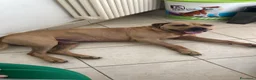 Meticcio cani in regalo: pio pitbull - Annuncio 2