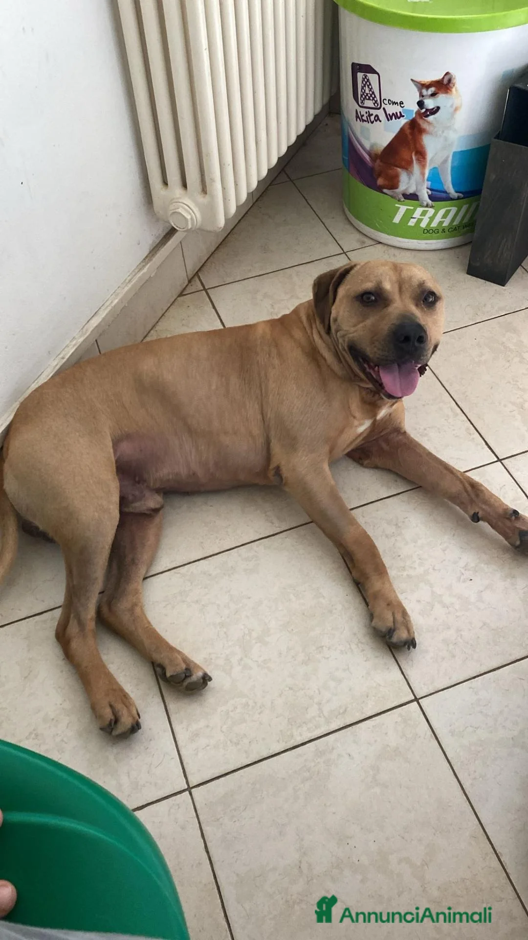 Meticcio cani in regalo: pio pitbull - Annuncio 2