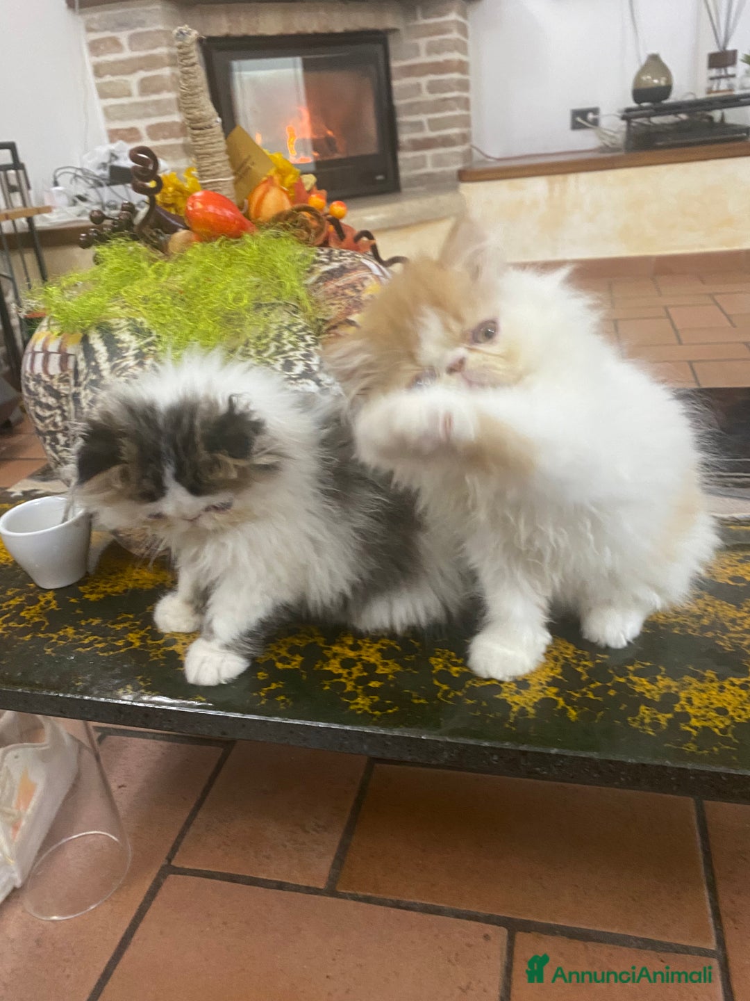 Persiano gatti in vendita: DUE MASCHIETTI PERSIANI IPERTIPICI - Annuncio 7