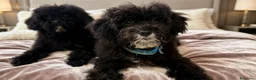Barboncino Toy cani in vendita: Barboncino toy - Annuncio 7