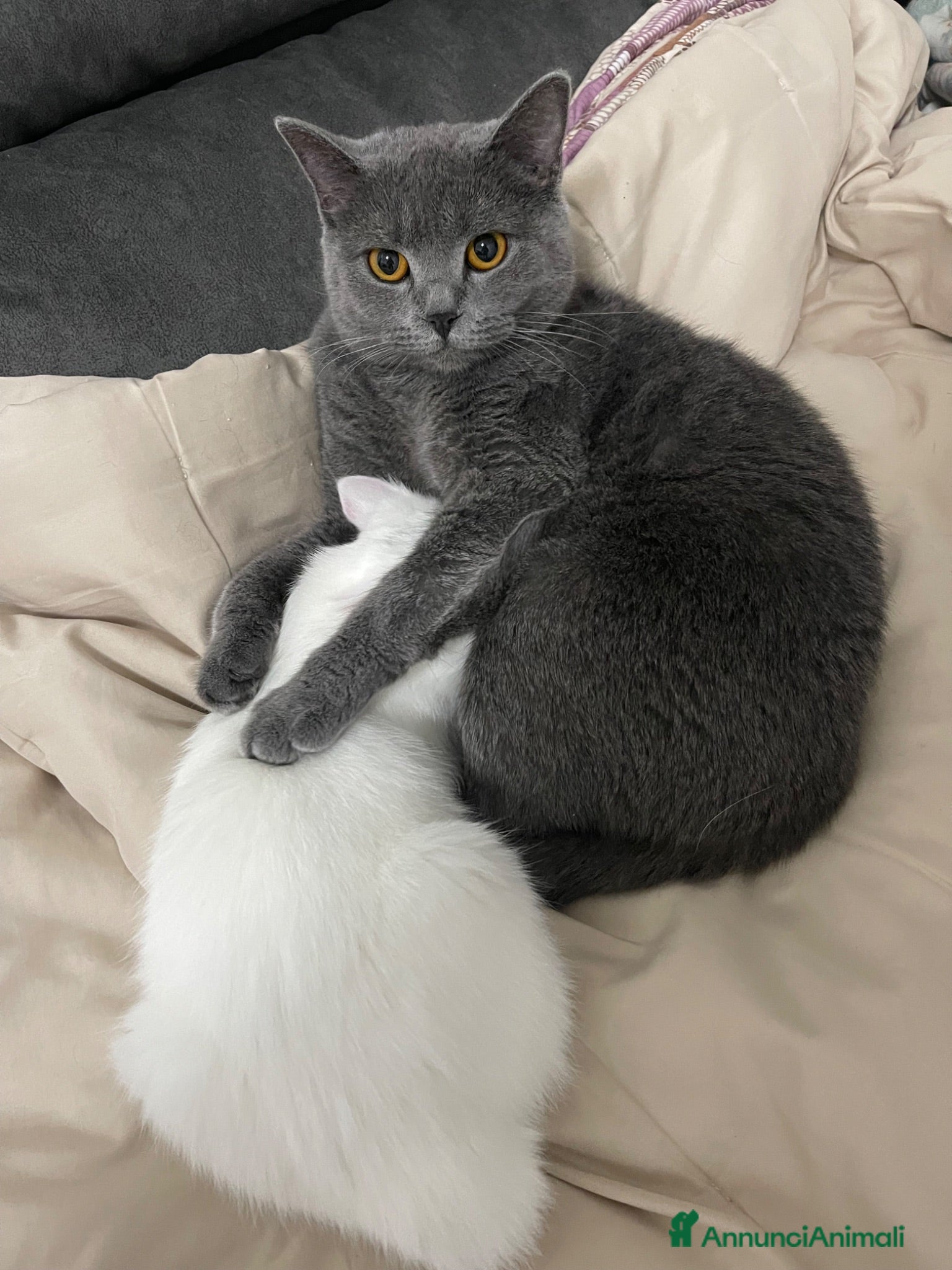 British gatti 🐾 I piccoli gattini pelosi e adorabili  - Annuncio 4