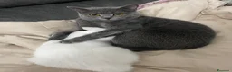 British gatti in vendita: 🐾 I piccoli gattini pelosi e adorabili  - Annuncio 1