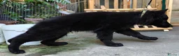 Pastore Tedesco cani in vendita: Pastore Tedesco Pelo Lungo  - Annuncio 4
