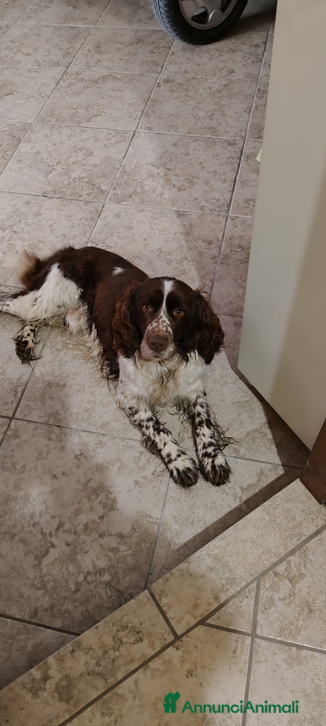 Springer Spaniel Inglese cani per accoppiamento: SPRINGER SPANIEL PER MONTA - Annuncio 6