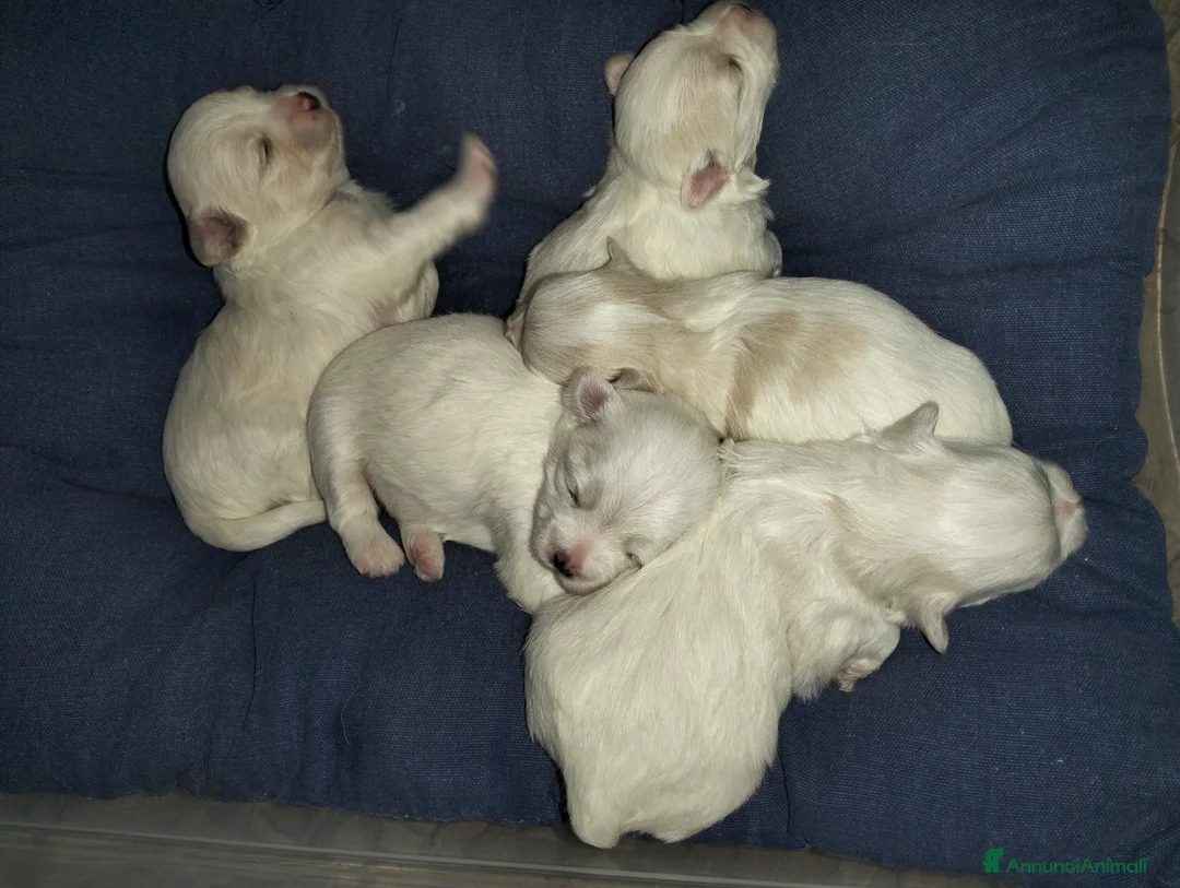 Maltese cani in vendita: Cuccioli di razza Maltese - Annuncio 4