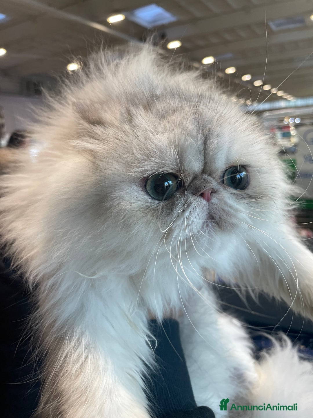 Persiano gatti in vendita: gatta persiana blu silver con pedigree - Annuncio 5