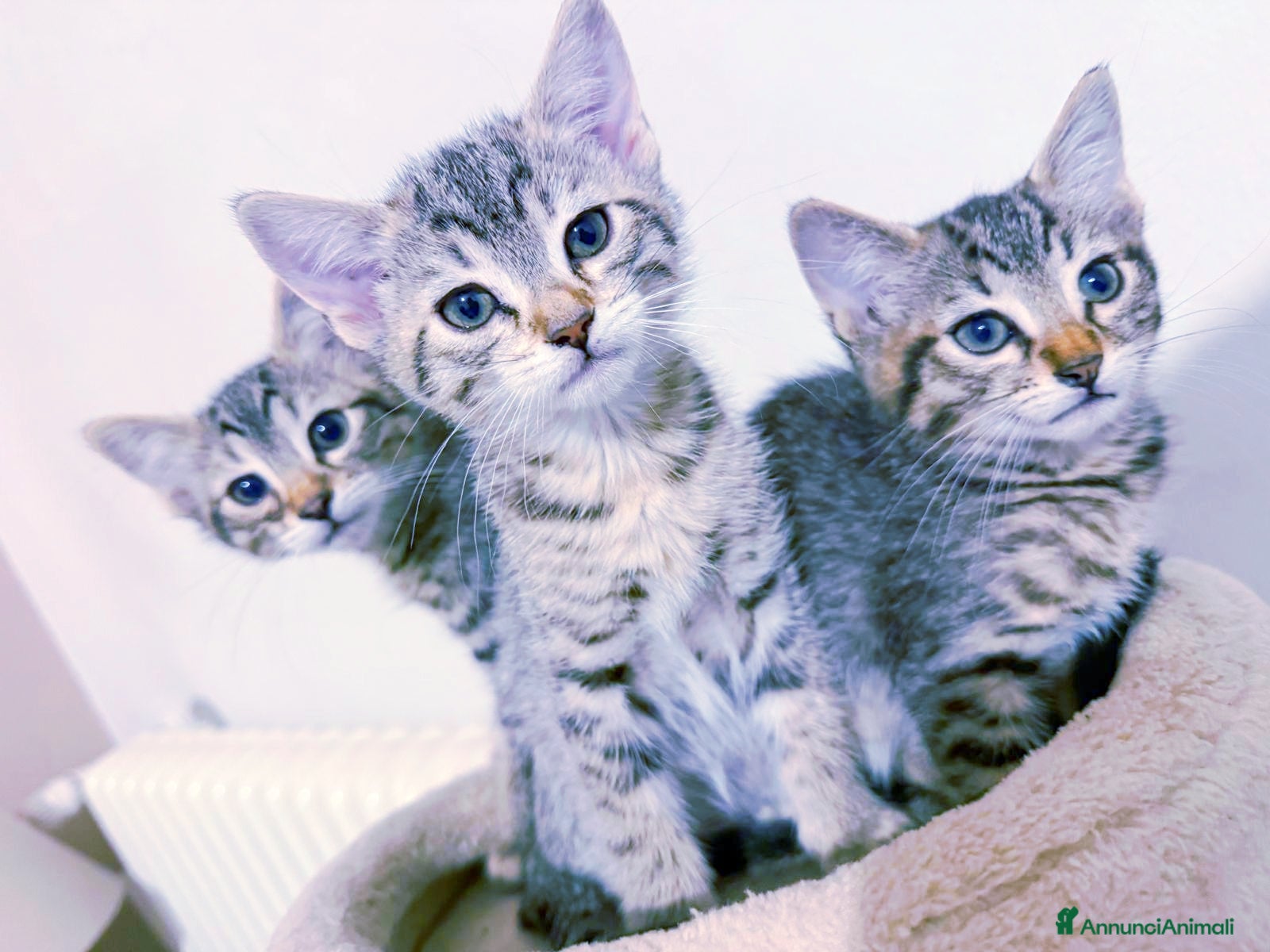 Altre razze gatti Gattini Mix  - Annuncio 1