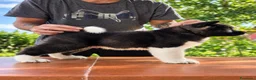 Akita Americano cani in vendita: Splendido maschietto di akita americano  a Città Metropolitana di Napoli - Annuncio 2