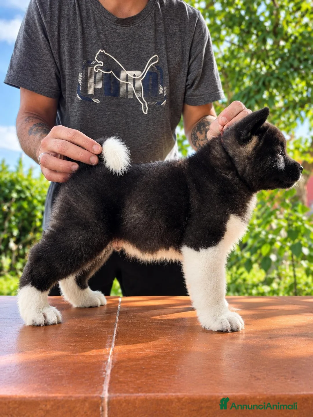 Akita Americano cani in vendita: Splendido maschietto di akita americano  a Città Metropolitana di Napoli - Annuncio 2