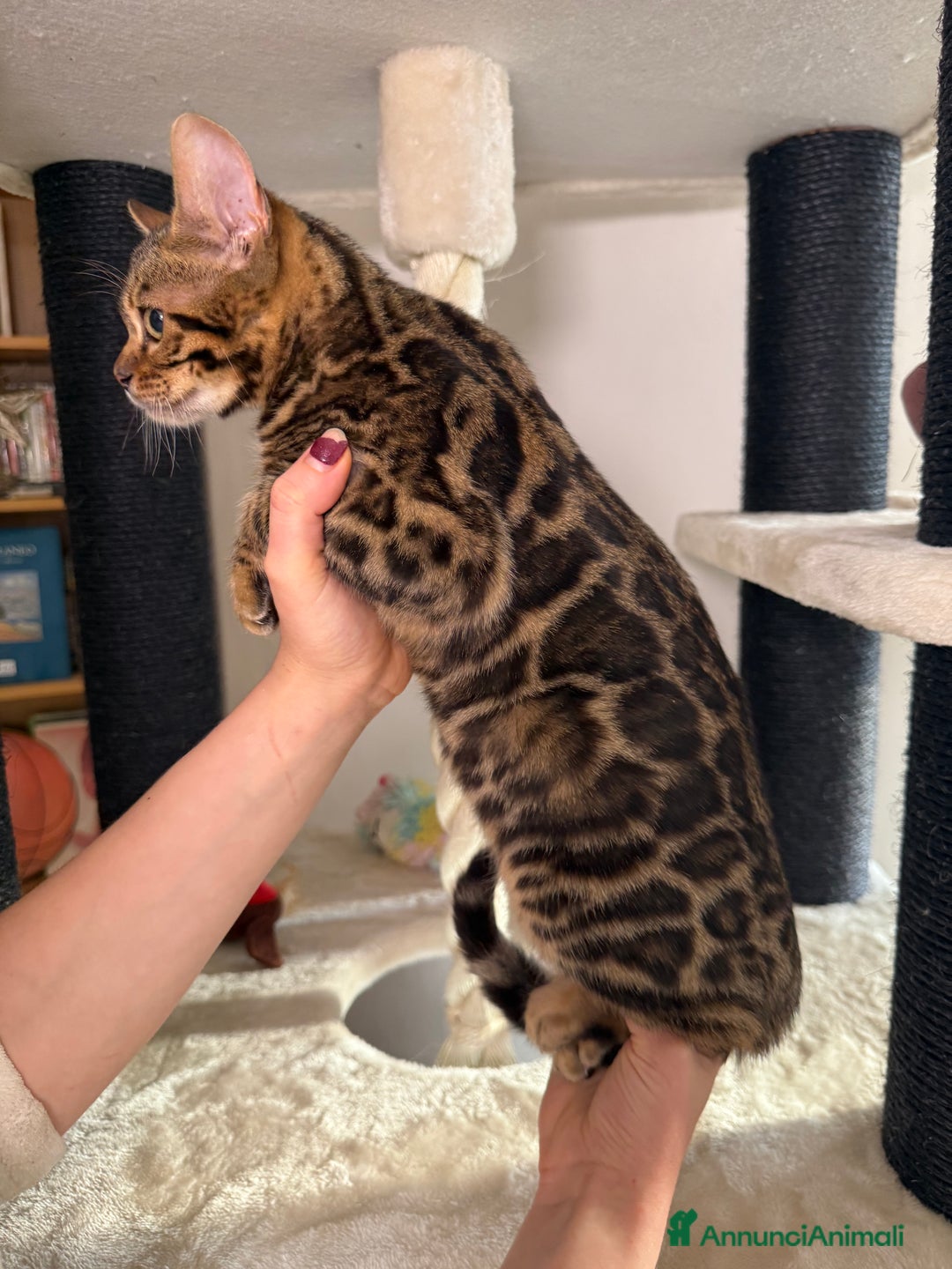 Bengala gatti in vendita: Gattina bengala brown spotted tabby  - Annuncio 24