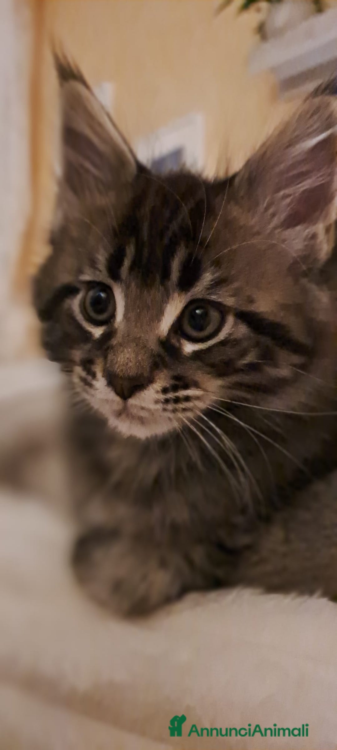 Maine Coon gatti in vendita: Cucciolo Maine coon - Annuncio 2