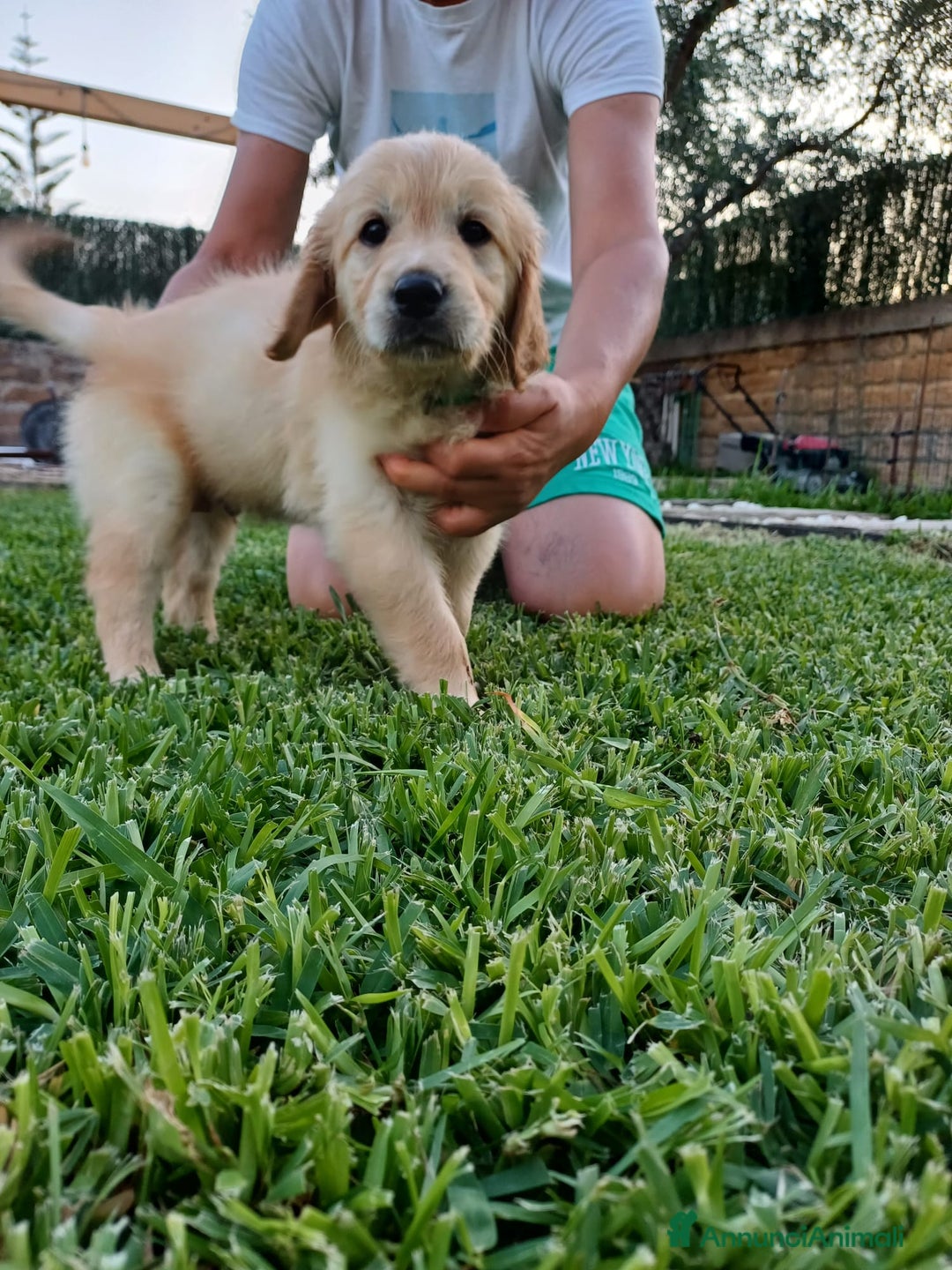 Golden Retriever cani in vendita: Vendo cuccioli  a Libero consorzio comunale di Agrigento - Immagine 6