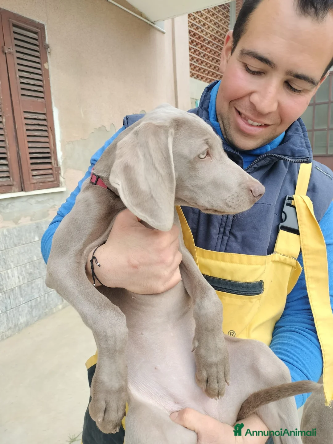 Weimaraner cani in vendita: Cuccioli weimaraner  - Annuncio 2