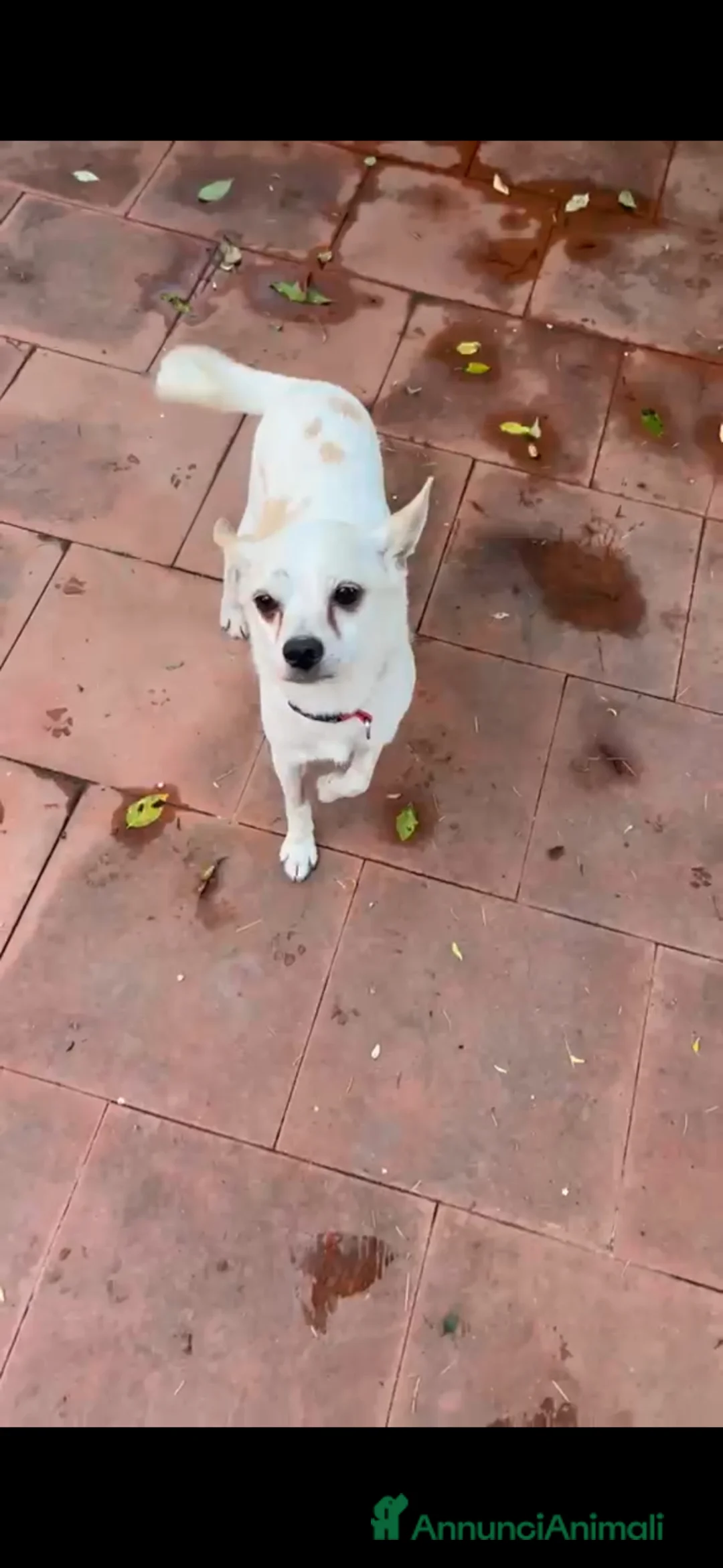 Chihuahua cani in regalo: BUDINO CHIHUAHUA DI 3 ANNI CERCA CASA - Annuncio 4