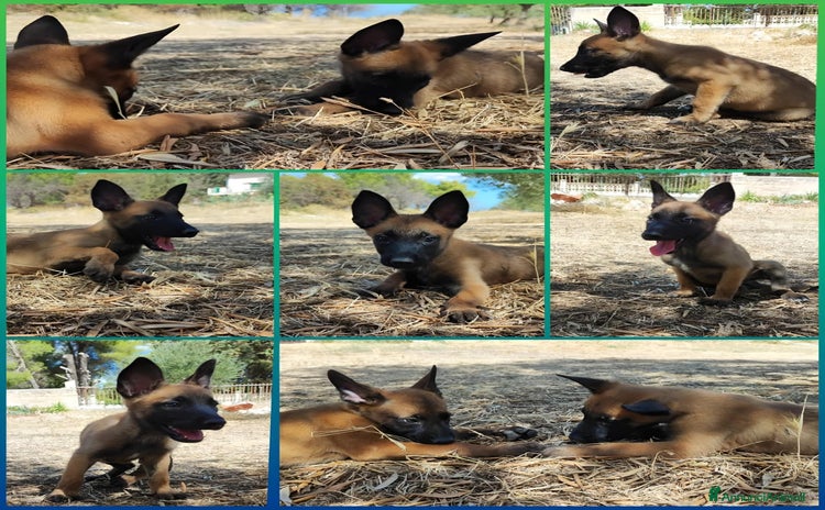 Pastore Belga cani Cuccioli Pastore Belga Malinois Puglia Calabria - Annuncio 10