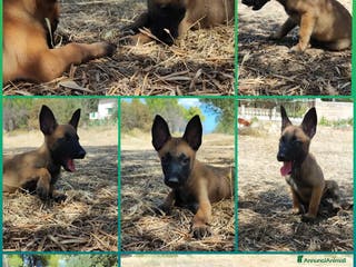 Pastore Belga cani Cuccioli Pastore Belga Malinois Puglia Calabria - Annuncio 6