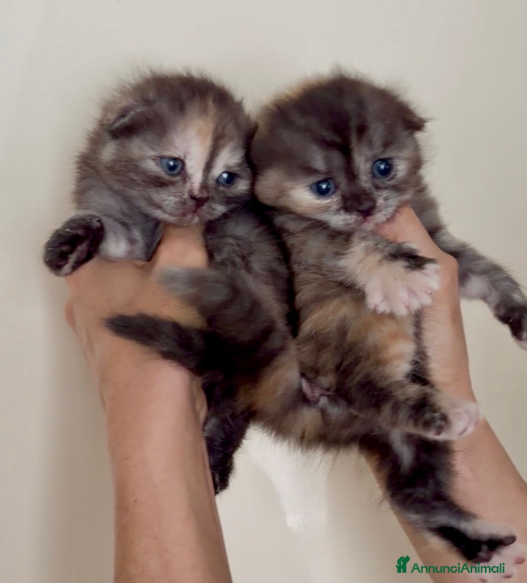 Scottish gatti Scottish fold - Annuncio 35