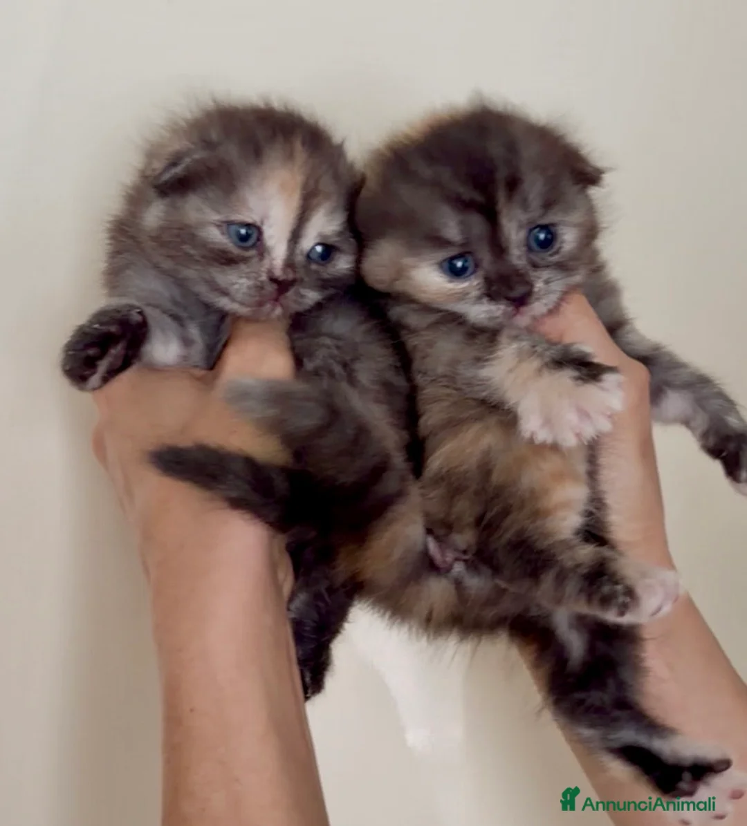 Scottish gatti in vendita: Scottish fold - Annuncio 1