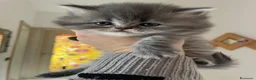 Persiano gatti in vendita: Splendidi cuccioli di gatto persiano - Annuncio 6