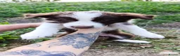 Border Collie cani in vendita: Cuccioli di Border Collie - Annuncio 3