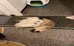 Siberiano gatti in vendita: Cuccioli siberiani  - Annuncio 9