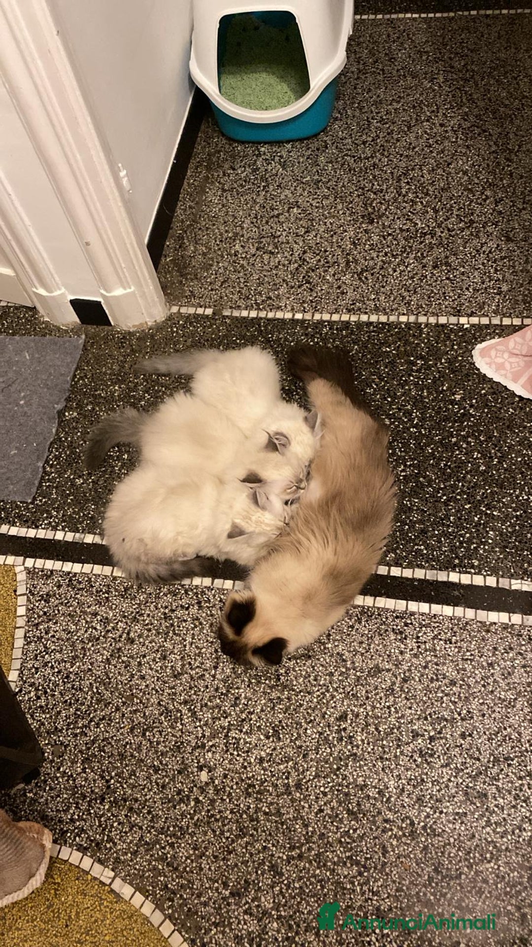 Siberiano gatti in vendita: Cuccioli siberiani  - Annuncio 9