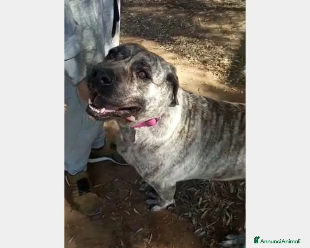 Meticcio cani in regalo: Simil Corso tigrata 3anni salvata URGE CASA ROMA a Roma - Annuncio 4