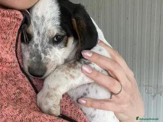 Meticcio cani IL DOLCE COSMO - Annuncio 32