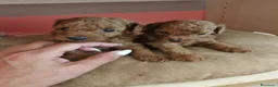 Barboncino Toy cani in vendita: Barboncini mini toy - Annuncio 5