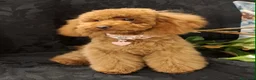 Barboncino Toy cani in vendita: Barbncino toy - Annuncio 2