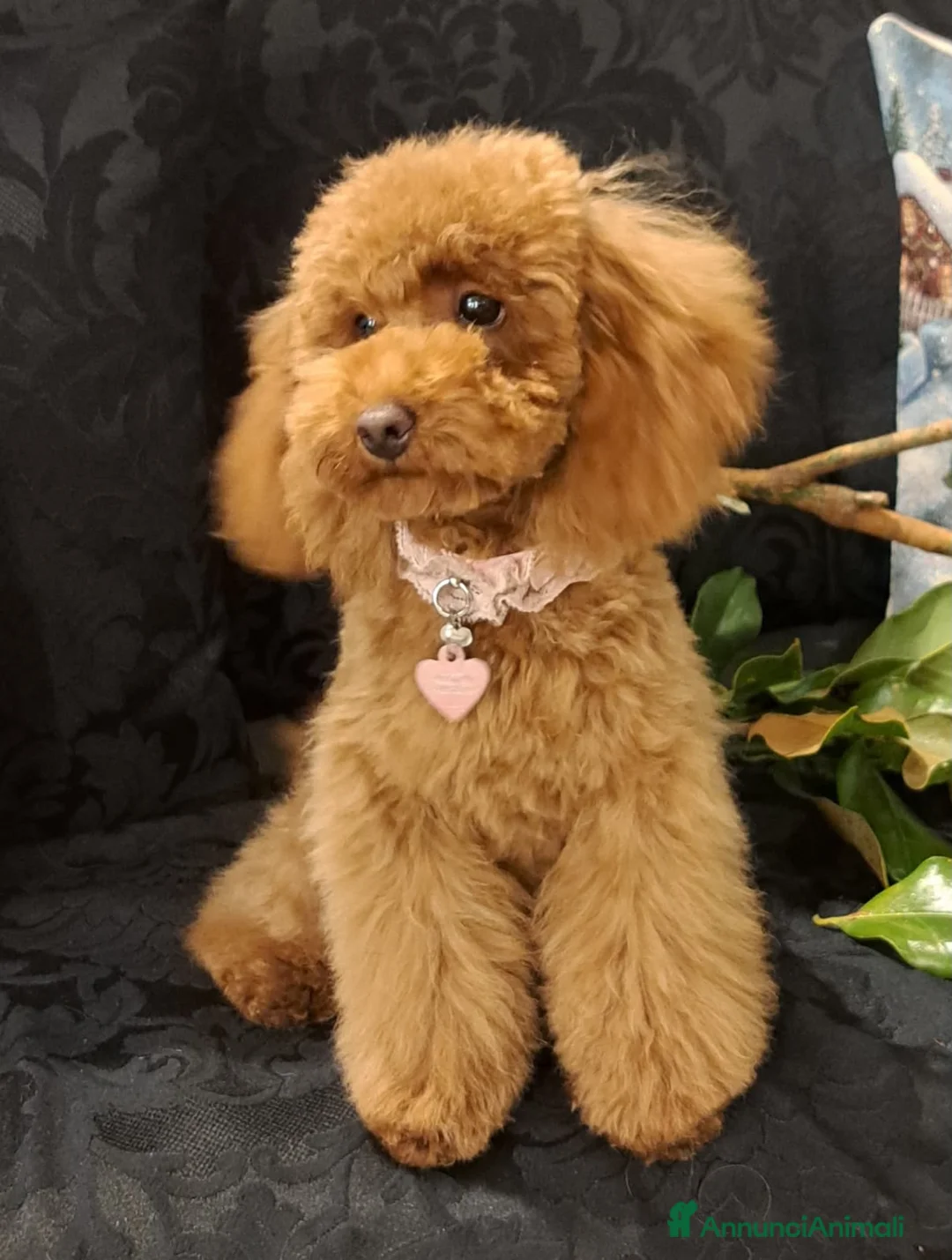 Barboncino Toy cani in vendita: Barbncino toy - Annuncio 2
