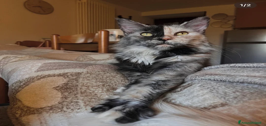 Immagine della galleria {{count}}