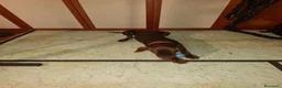 Dobermann cani in vendita: Dobermann maschio marrone fiammato a Provincia di Lecco - Annuncio 2