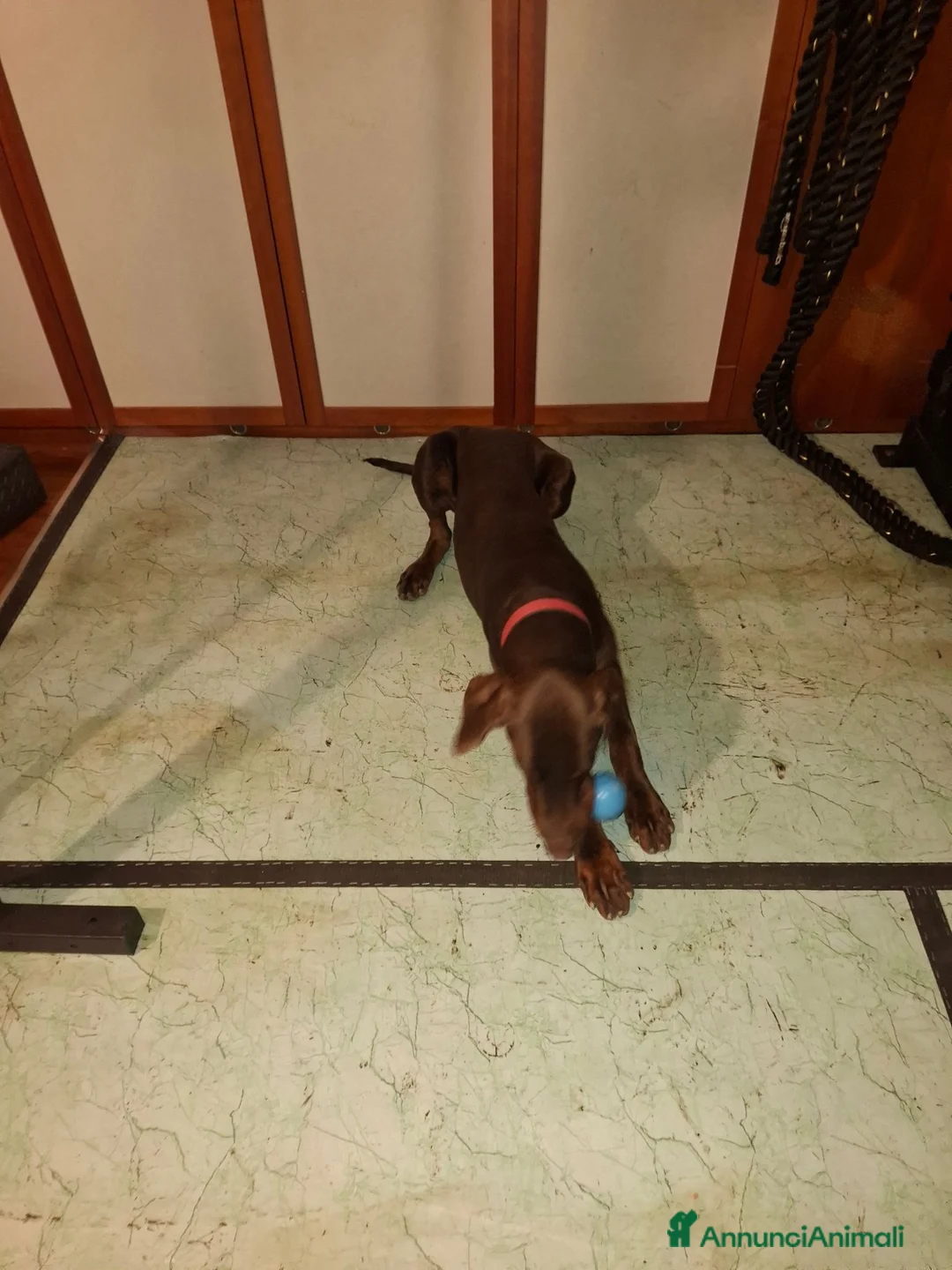 Dobermann cani in vendita: Dobermann maschio marrone fiammato a Provincia di Lecco - Annuncio 2