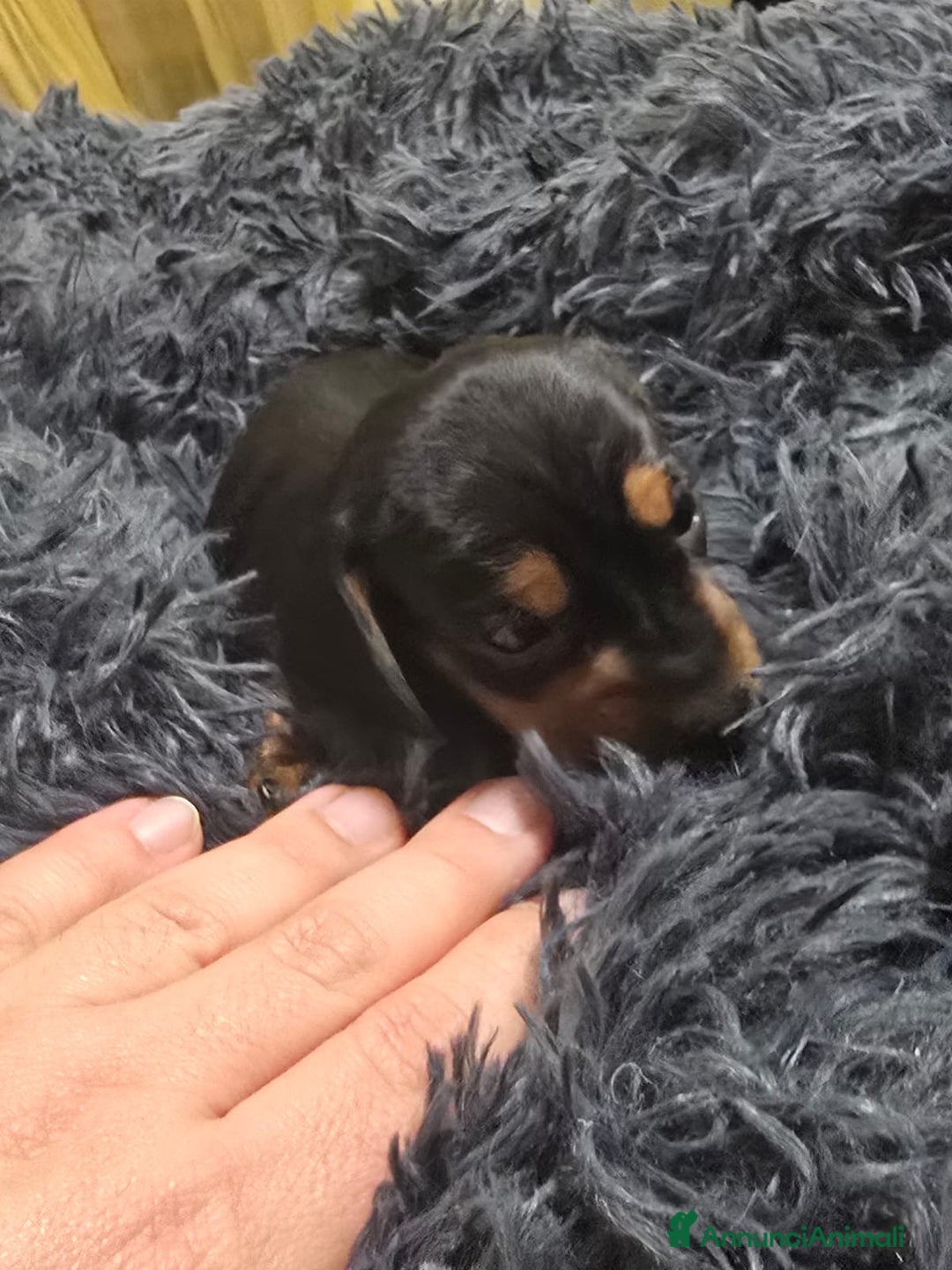 Bassotto cani in vendita: Cuccioli bassotto nano - Annuncio 14