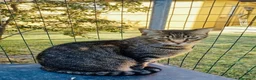 Europeo gatti in regalo: Gattino maschio 4 anni testato e sterilizzato  a Città Metropolitana di Bologna - Annuncio 2