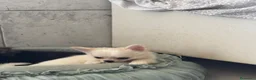 Chihuahua cani in vendita: Chihuahua maschio pelo lungo - Annuncio 3