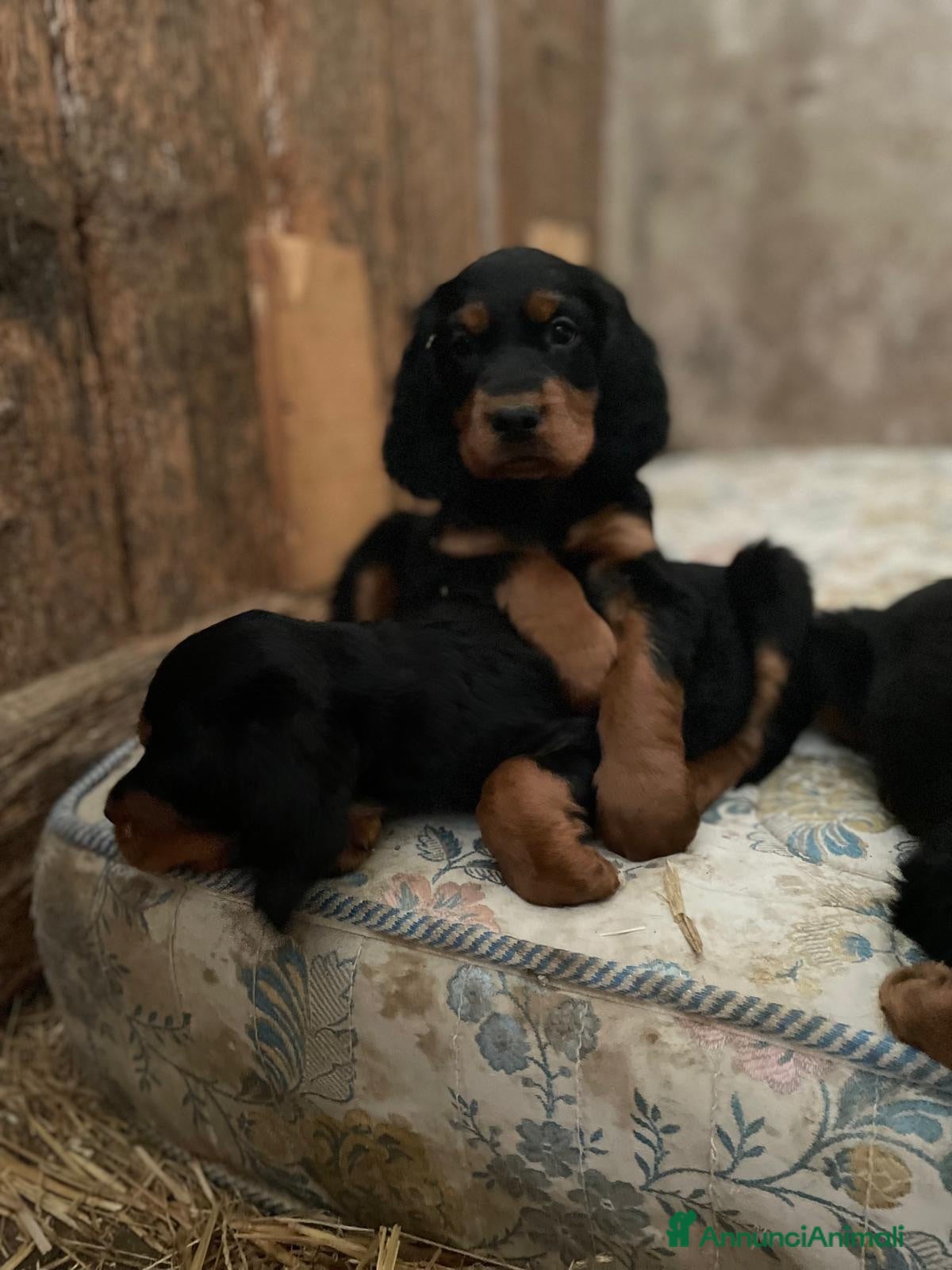 Setter Gordon cani Cuccioli di Setter Gordon di altissima genealogia  - Annuncio 1