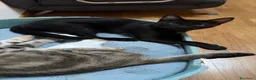 Europeo gatti in regalo: Tre stupendi fratellini  a Provincia di Verona - Annuncio 1