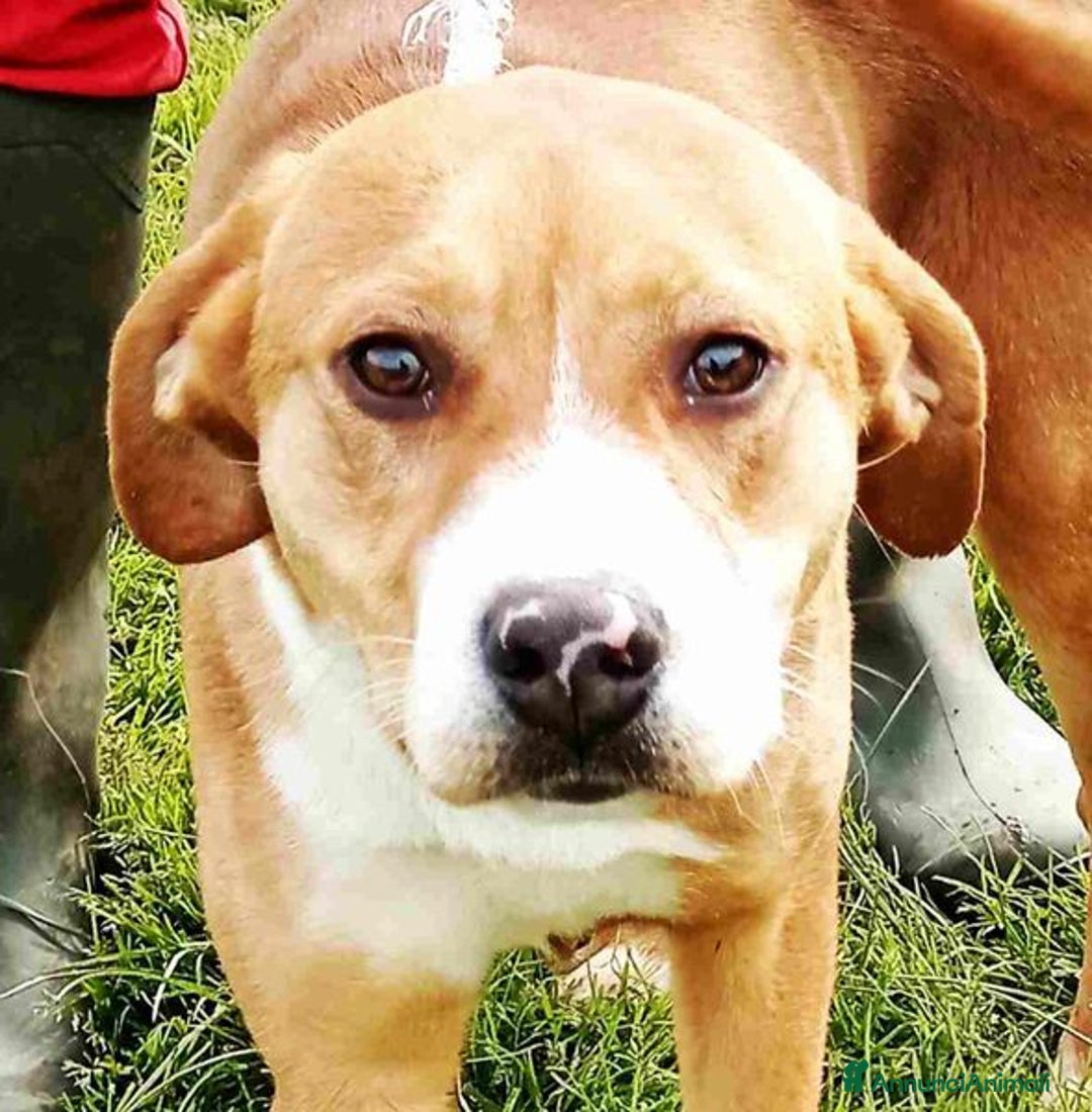 Meticcio cani in regalo: Cucciola Darling di nome e di fatto a Provincia di Latina - Annuncio 7