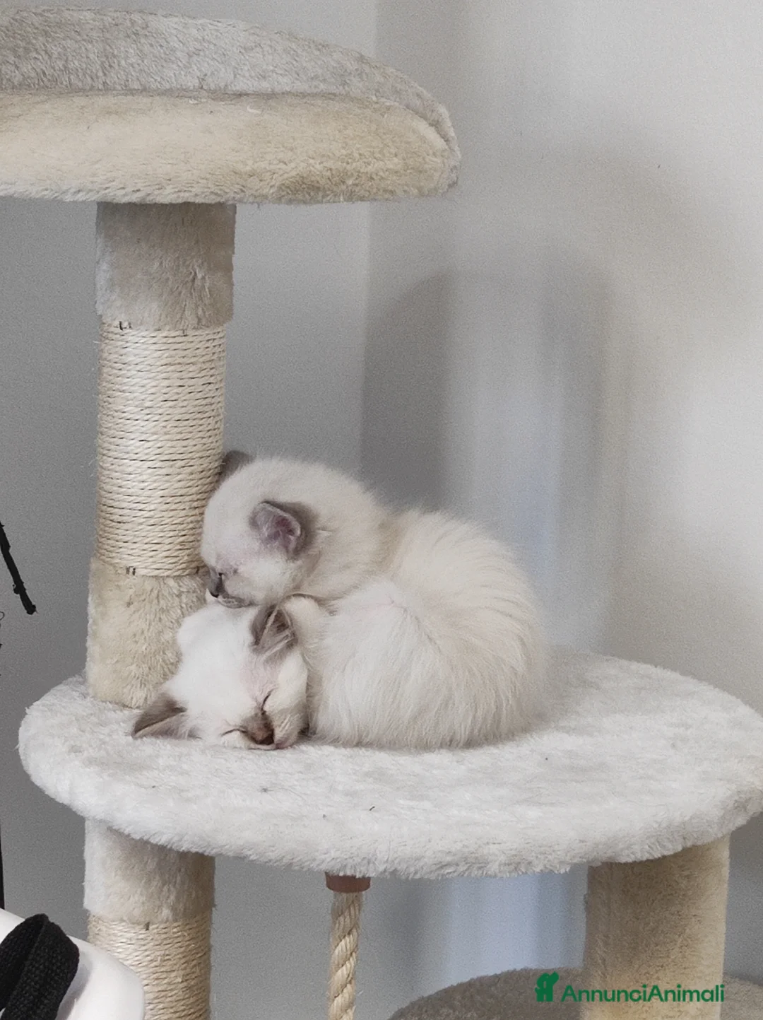 Sacro di Birmania gatti in vendita: Sacro di Birmania  - Annuncio 1