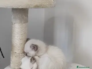 Sacro di Birmania gatti Sacro di Birmania - Annuncio 5