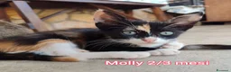 Altre razze gatti in regalo: GATTINI ABBANDONATI: URGENTE  - Annuncio 2