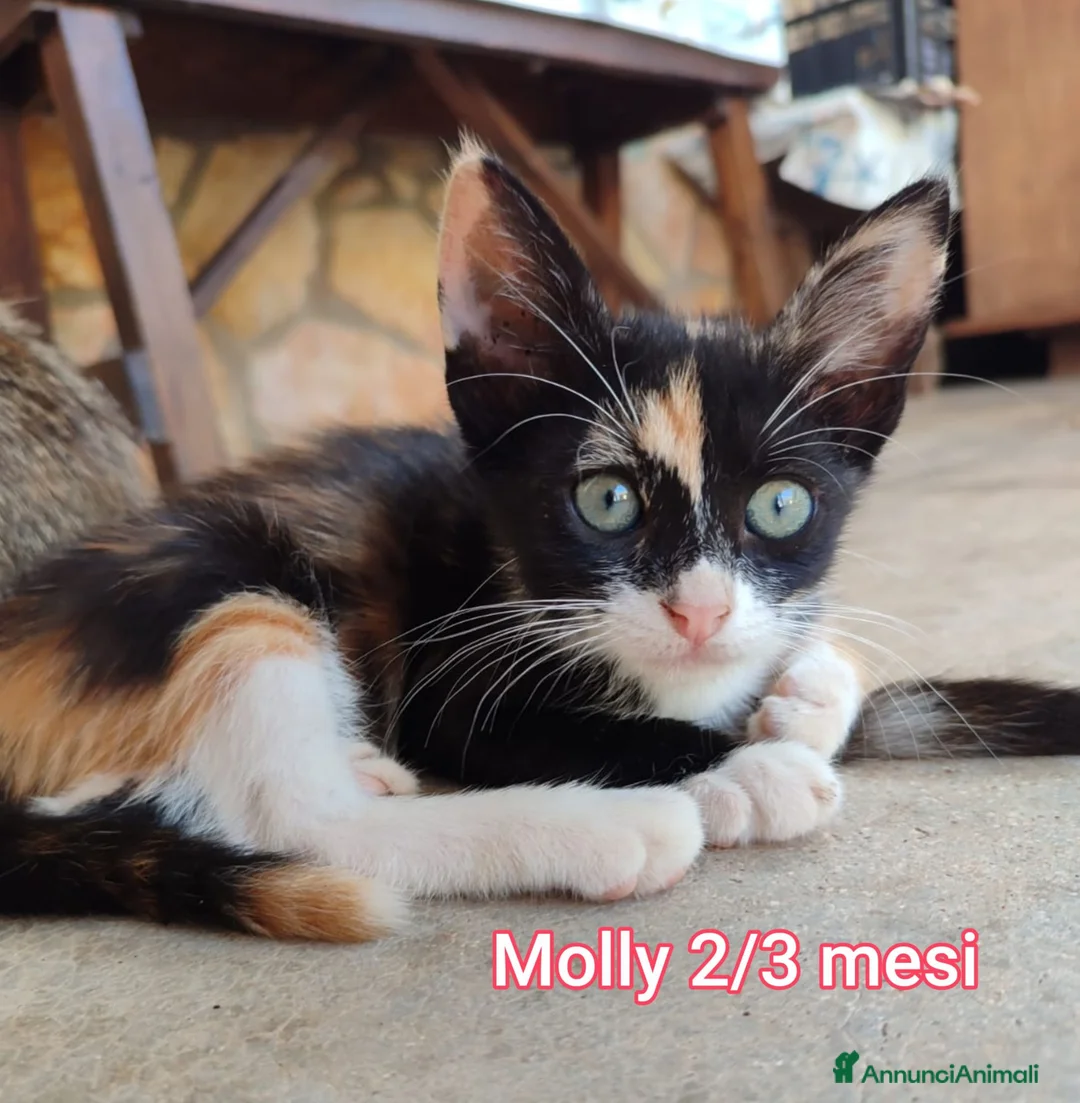 Altre razze gatti in regalo: GATTINI ABBANDONATI: URGENTE  - Annuncio 2