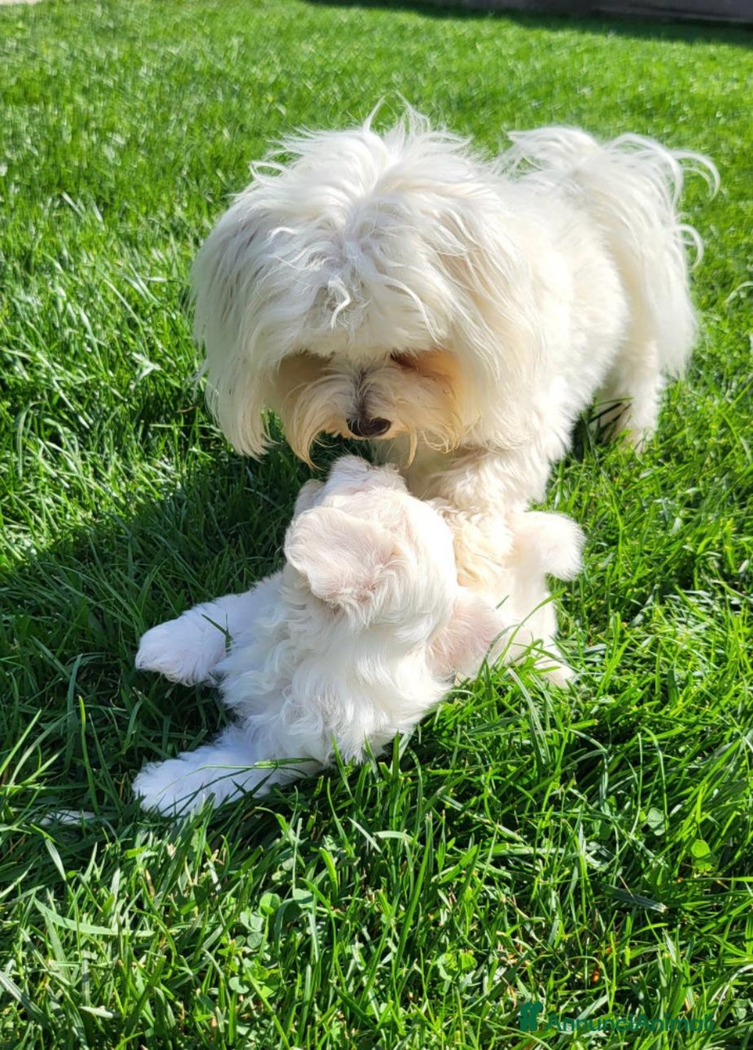 Maltese cani in vendita: Cuccioli di maltese  a Città metropolitana di Milano - Immagine 12