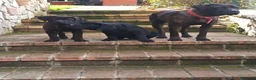 Cane Corso cani in vendita: Cucciili cane corso a Provincia di Frosinone - Annuncio 2