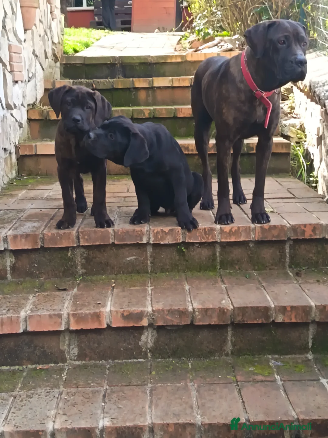 Cane Corso cani in vendita: Cucciili cane corso a Provincia di Frosinone - Annuncio 2