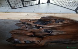 Boxer cani in vendita: boxer cuccioli a Turbigo - Immagine 1