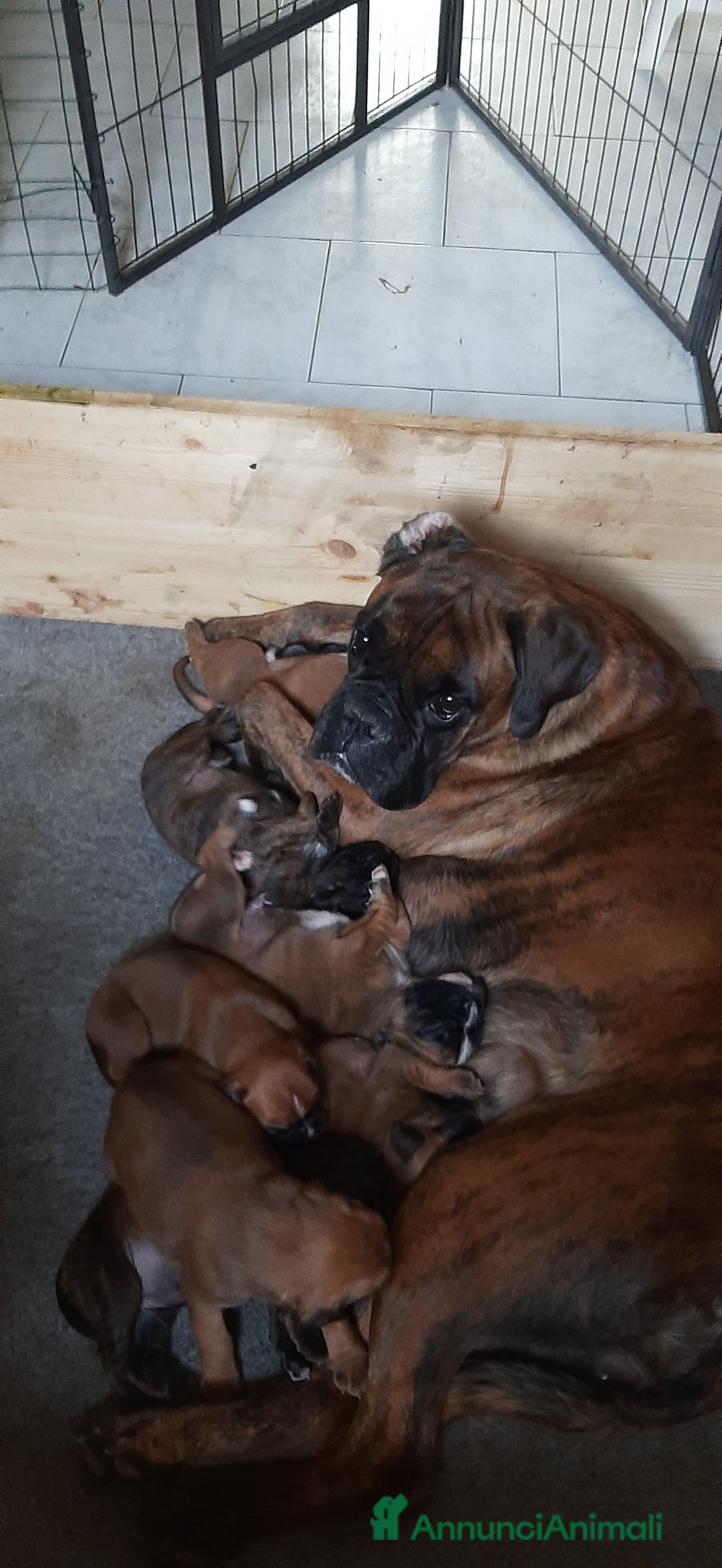 Boxer cani in vendita: boxer cuccioli a Turbigo - Immagine 1