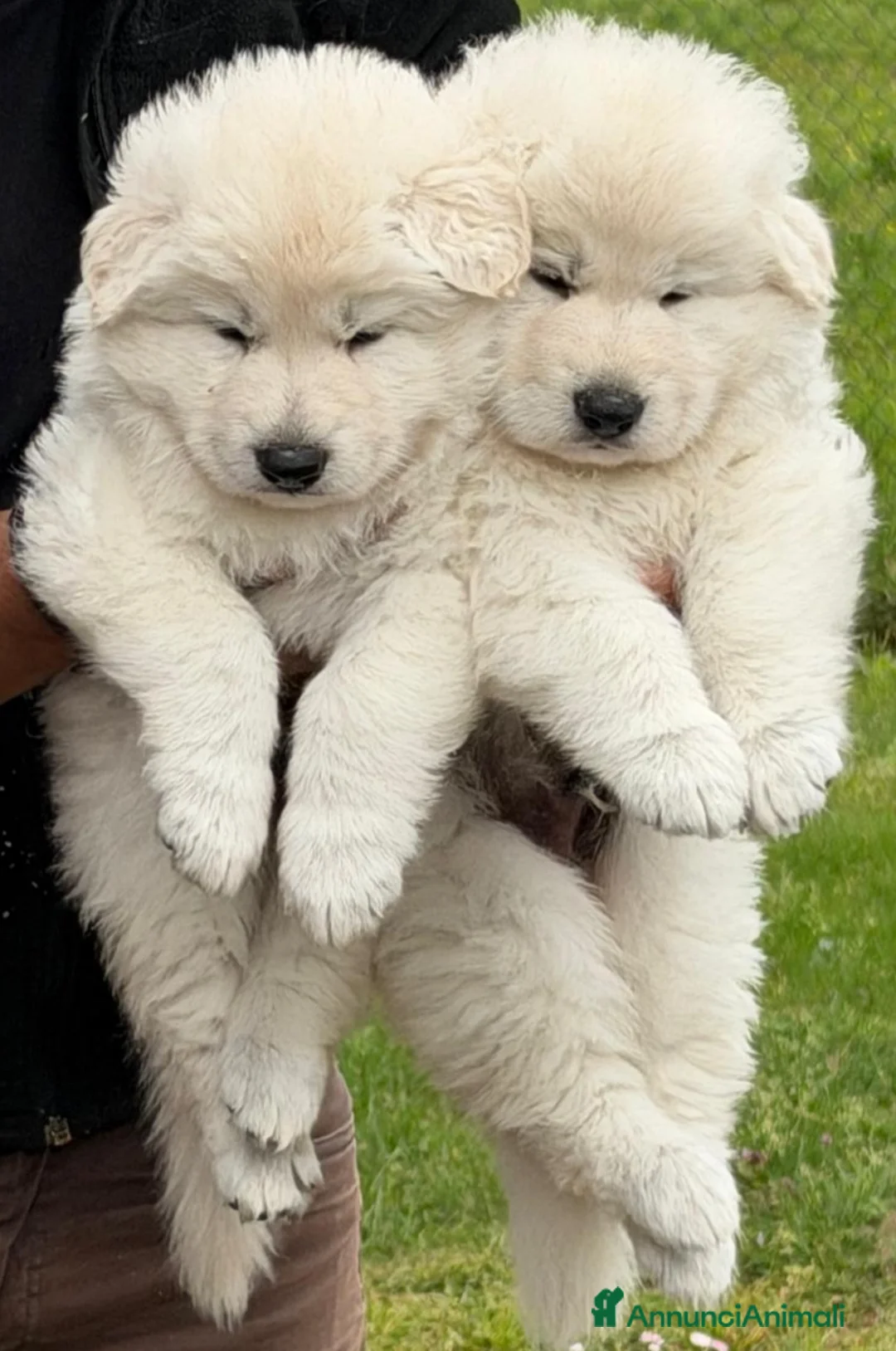 Pastore Svizzero cani in vendita: Cucciolo pastore svizzero bianco  - Annuncio 1